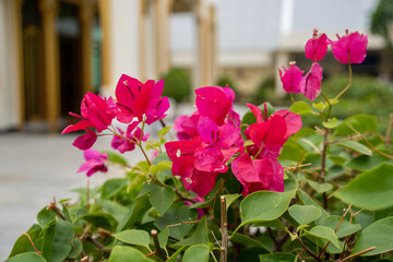 Blooming bougainvillea flowers background.