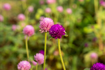 Beautiful close-up of gomphrena globosa flower.