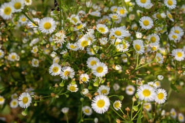 soft focus on a group of white daises view from above.