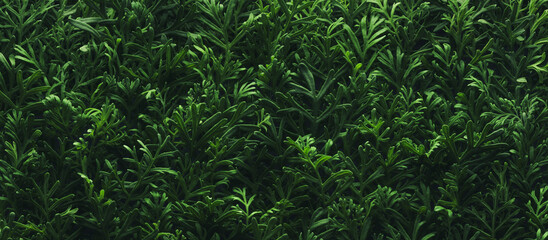 Foliage background with fresh green plant leaves. Plant wall for environmentally friendly or Earth...