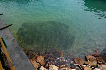 A group of small fish swims at the beach of Koh Tao, Thailand.