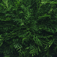 Foliage background with fresh green plant leaves in a simple center arrangement. Plant wall for environmentally friendly or Earth day background.