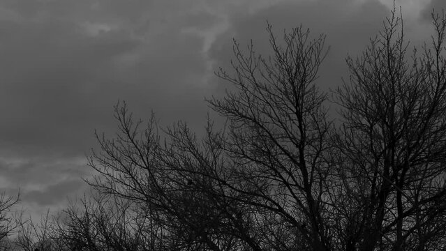 Quick motion and black and white recorded footage of clouds appearing behind dry tree branches