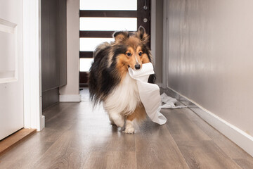 Cute dog with toilet roll concept of mischief playfulness and canine companionship or friend. Shetland Sheepdog or Sheltie