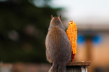 squirrel on wooden fence for food