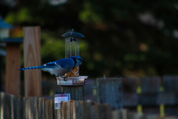 blue jay on a fence on a feeder 