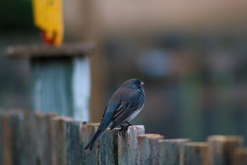 bird on a fence