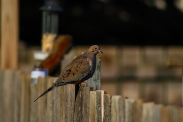 Dove on a fence