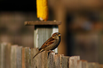 sparrow on a fence