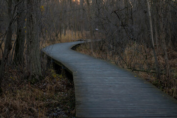 wooden footpath in the forest