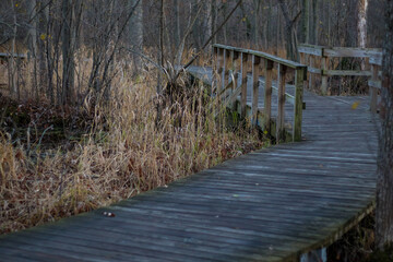wooden bridge in the forest
