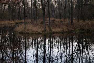 reflection of trees in the water in a forest 