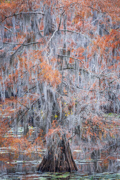 Caddo Lake is a bayou in east Texas filled with cypress trees with needles that turn red, yellow and orange in the fall. When the trees are backlit, the Spanish Moss glows. © Frances