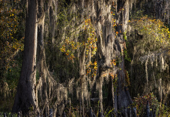 Caddo Lake is a bayou in east Texas filled with cypress trees with needles that turn red, yellow and orange in the fall. When the trees are backlit, the Spanish Moss glows.