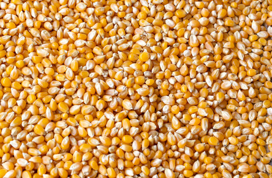 Raw Corn Seeds or Corn kernels are the fruits of corn. Maize is a grain, and the kernels are used in cooking as a vegetable or a source of starch.