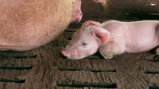 A week-old piglet cute newborn on the pig farm with other piglets, Close-up, livestock