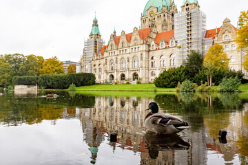 Fototapeta premium Close-up view on duck on the lake near New City Hall building. Beautiful reflection in the water. New Town Hall (Neues Rathaus), Hannover, Germany.