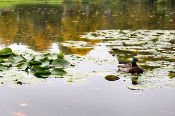 A duck swims on a lake with lots of water lily leaves