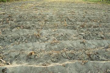 dry rice fields are barren