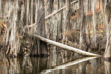 Caddo Lake is a bayou in east Texas filled with cypress trees with needles that turn red, yellow...
