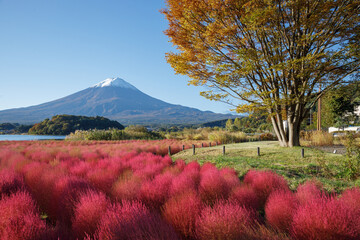 川口湖畔の大石公園から望む秋晴れの富士山