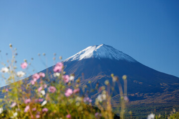 Fototapeta premium 川口湖畔の大石公園から望む秋晴れの富士山