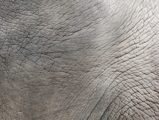 close up of skin texture of elephant