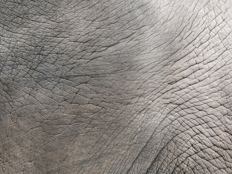 close up of skin texture of elephant