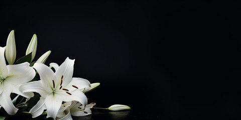 white lily on black background,White lilies on a,White Lilies Are Shown Against A,Beautiful white lily flower flower,Monochrome Beauty: White Lilies Stand Out Against the Black Background,white lily, 