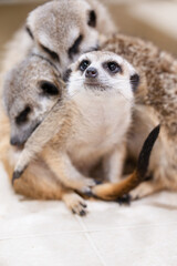 Meerkat cuddling while one watches