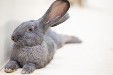 A grey rabbit with large ears