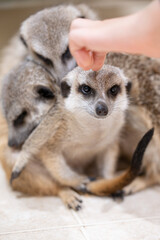 Fototapeta premium Meerkat being petted while watching over other meerkats sleeping