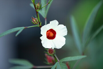 Fototapeta premium Hibiscus sabdariffa or roselle fruits on tree