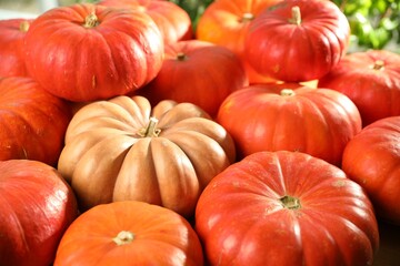 Many ripe orange pumpkins on blurred background, closeup