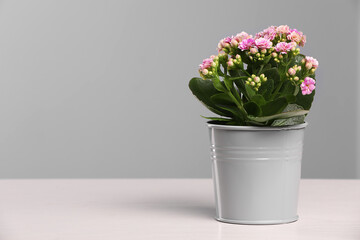 Beautiful potted kalanchoe flower on white table near grey wall, space for text