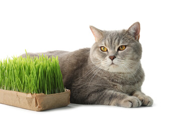 Cute cat and fresh green grass isolated on white