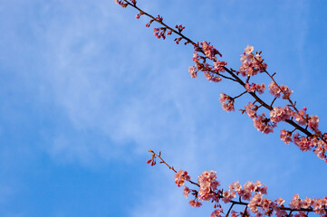 日本の春、梅の花