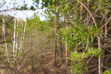 Pine needles on branches against the background of a young coniferous forest
