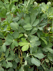 ボタンポウフウ　薬用植物