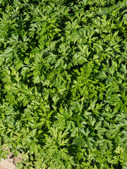 イタリアンパセリの栽培