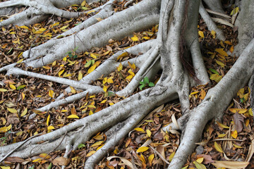 Close up of leaves scattered on the roots of a fig ficus tree in a garden
