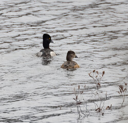 Ring-necked duck couple on a windy lake in springtime
in Muskoka