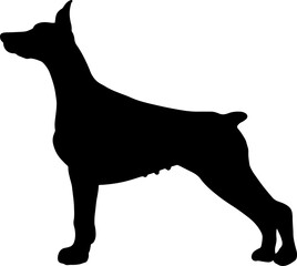 The doberman dog Silhouette for logo or pet concept