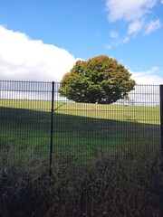 a tree in the fence 