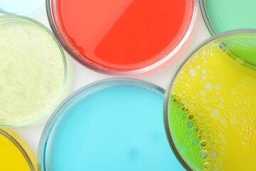 Petri dishes with different liquid samples on white background, top view