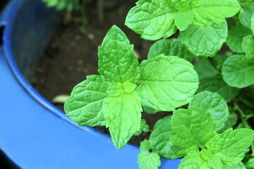 fresh green mint leaves plant or mentha piperita citrata herb also in india known as fudina growing...