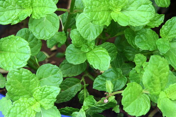 fresh green mint leaves plant or mentha piperita citrata herb also in india known as fudina growing...