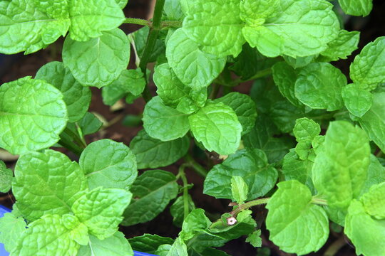fresh green mint leaves plant or mentha piperita citrata herb also in india known as fudina growing in pot for chutney,pani puri,masala tea,herbal chai,ayurvedic medicine,top view