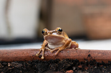 Khiat Tapad sits beautifully on the edge