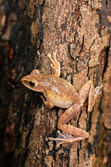 Khiad Tapad sits beautifully on a tree